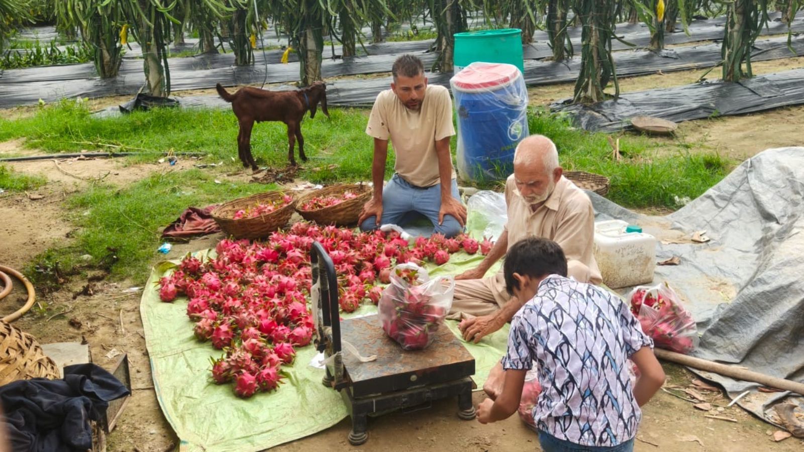 From Engineering and Army to Dragon Fruit Empires: The New Era of High-Yield Farming