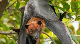 flying fox