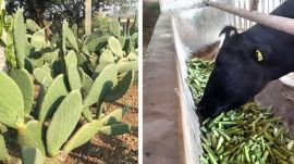 The cactus is being tested particularly for land with poor soil, undulating terrain and limited water availability. (File Photo)