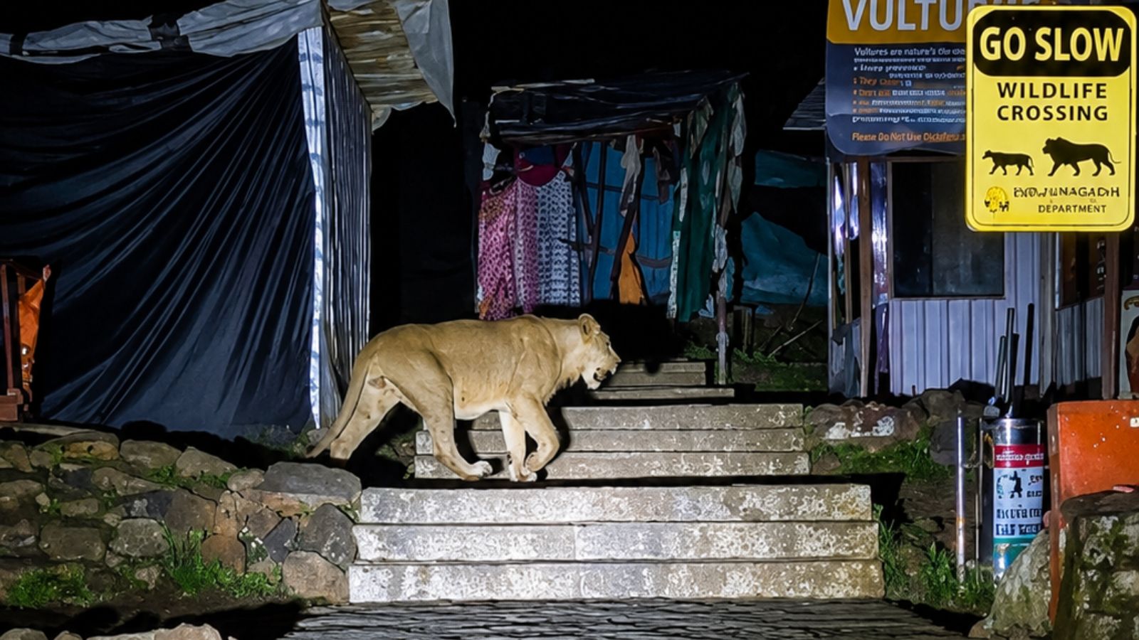 After multiple lion sightings and a fatal attack, Gujarat to hire 25 trackers for Mount Girnar