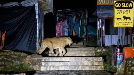 From July 11, pride of lions have crossed the staircases of Mount Girnar, at least twice. (File Photo)