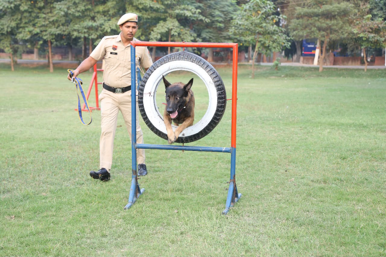 indianexpress.com - Sukhbir Siwach - Unmatched scenting and precision: How Haryana Police's dog squad outsmarts drug smugglers