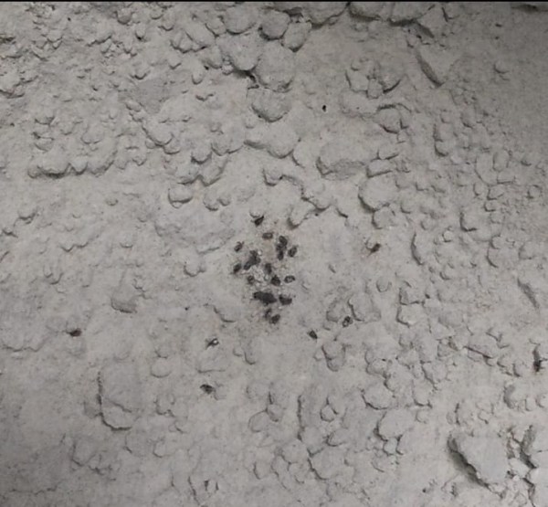Flour