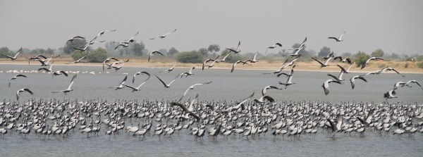 Nal Sarovar was designated as the 26th Ramsar site in the country in 2012. A Ramsar site is a wetland designated as being of international importance under the Ramsar Convention, a global treaty signed in 1971 in Ramsar, Iran, to protect and sustainably use wetlands.