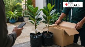 Vietnam Jackfruit plants Vietnam
