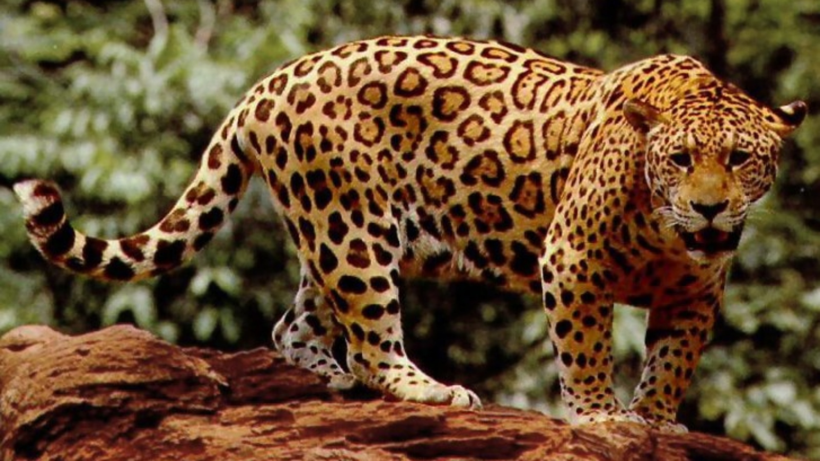 Not just anacondas: 7 of the Amazon rainforest's most dangerous animals