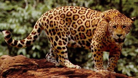 Jaguar
