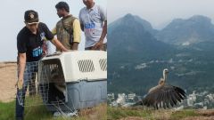 Endangered vulture flies free at Karnataka sanctuary following 24/7 rehab for fracture