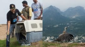 Karnataka vulture sanctuary
