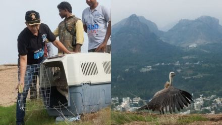 Karnataka vulture sanctuary