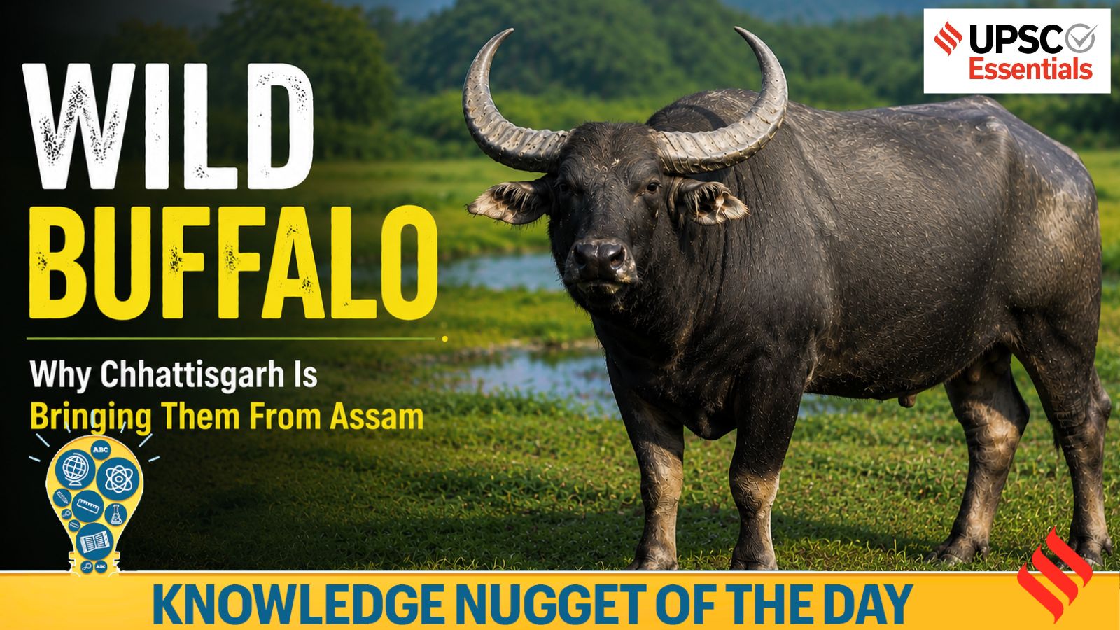 Knowledge Nugget | Wild Buffalo in focus: Why Chhattisgarh is racing to save its state animal