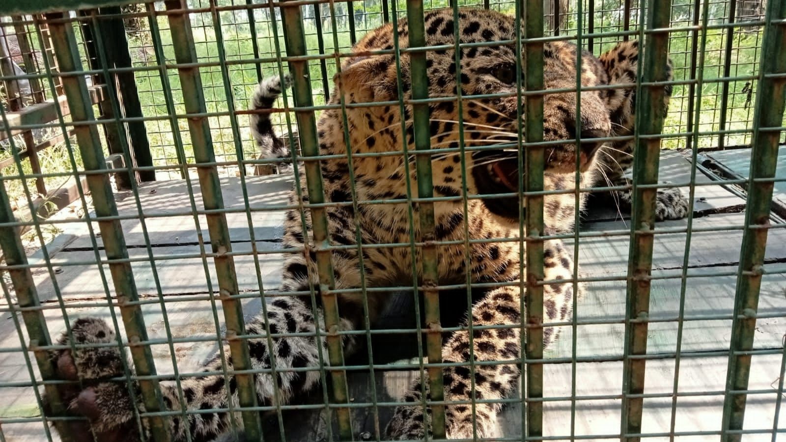 Moradabad leopard attacks: 4 dead in August alone, villagers threaten to leave homes