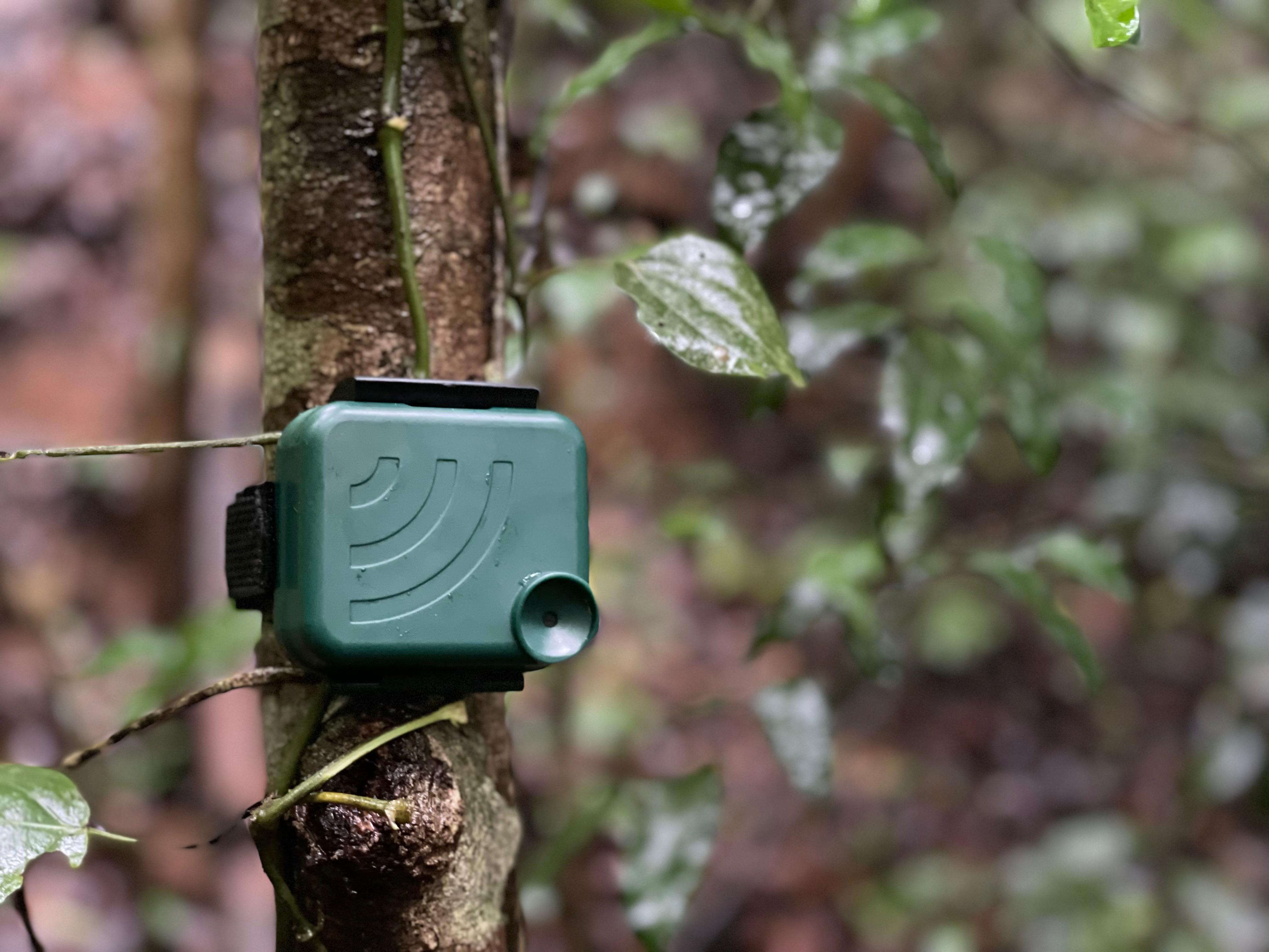 Birdcall, insect flutter: Experts capture sounds of forest — and their meaning