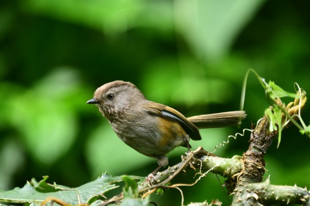 Birdcall, insect flutter: Experts capture sounds of forest — and their meaning
