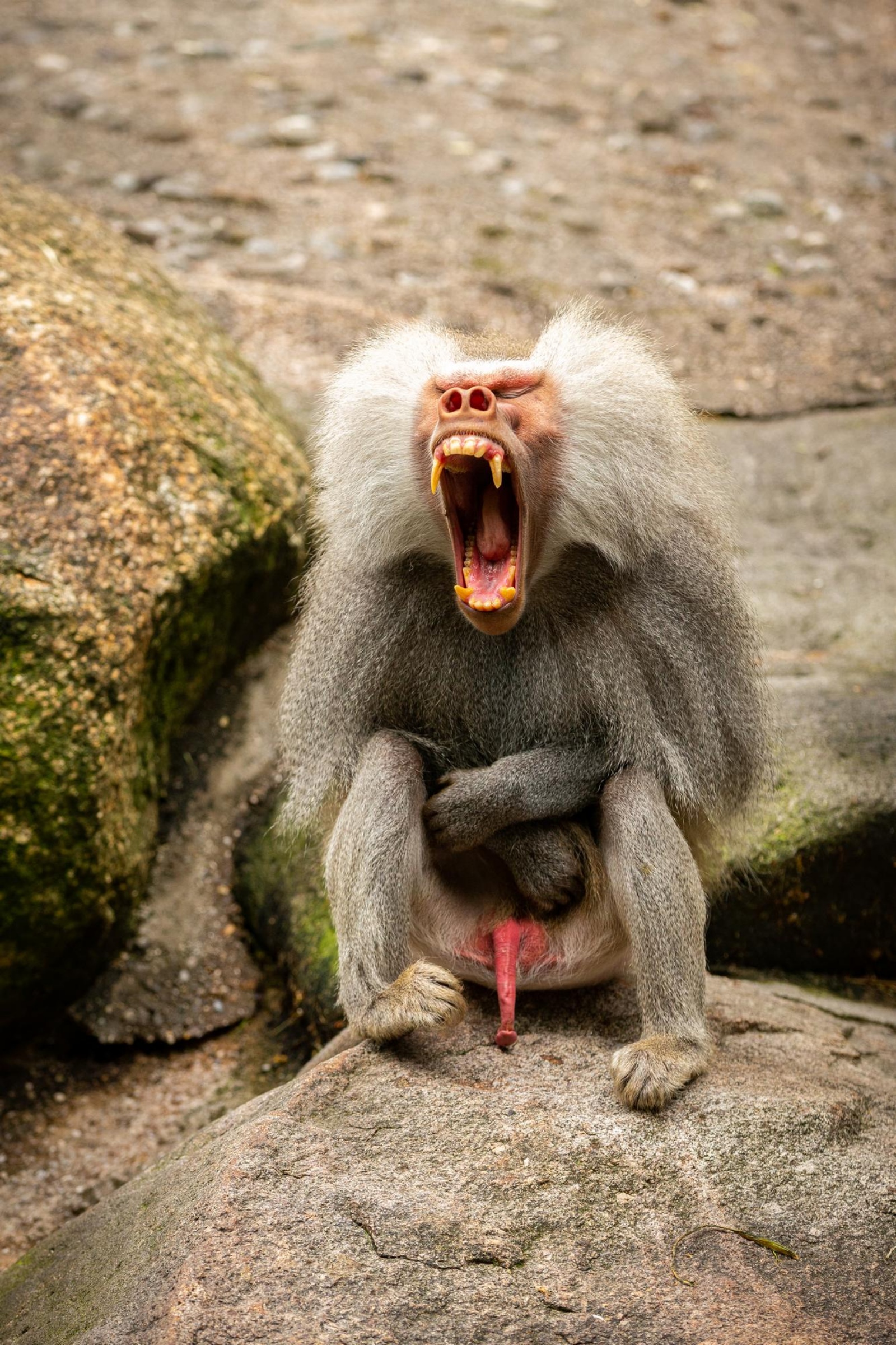 Monkey
