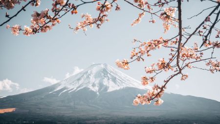 Cherry blossoms in Japan during spring travel season