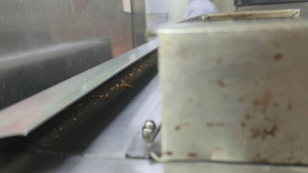 Infestation of live cockroaches found in the kitchen of McDonald's. Image courtesy- FDA
