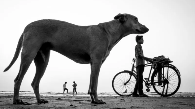 dogs