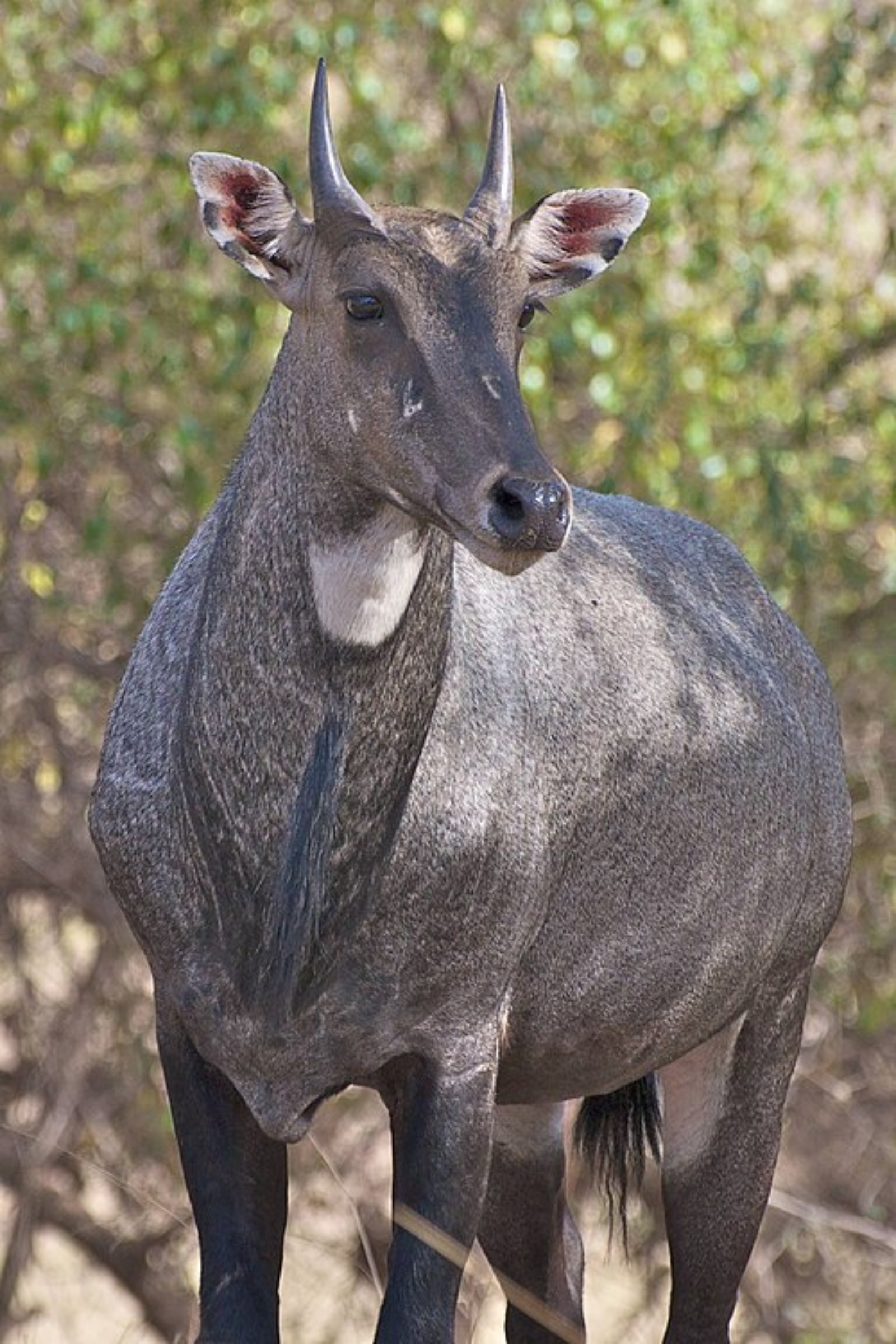 Nilgai