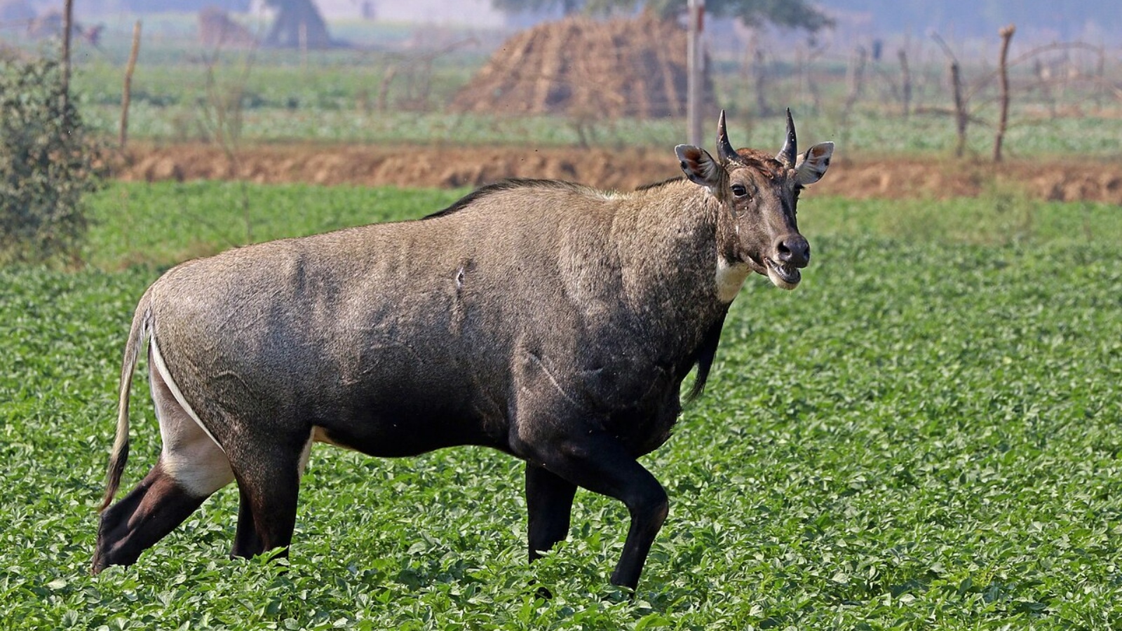How India's nilgai became an ecological concern thousands of kilometres away in Texas