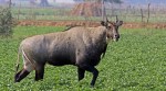 Nilgai