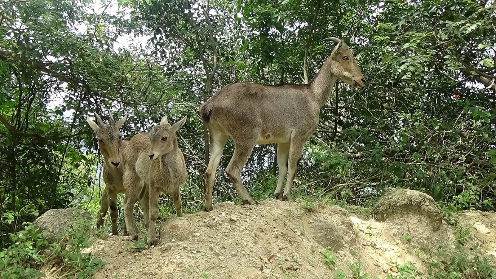 Why the Nilgiri Tahr is thriving again in this corner of Kerala