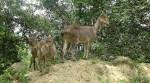 Nilgiri Tahr