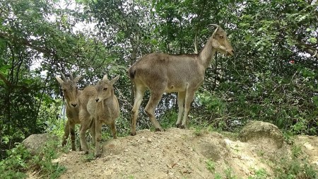 Nilgiri Tahr