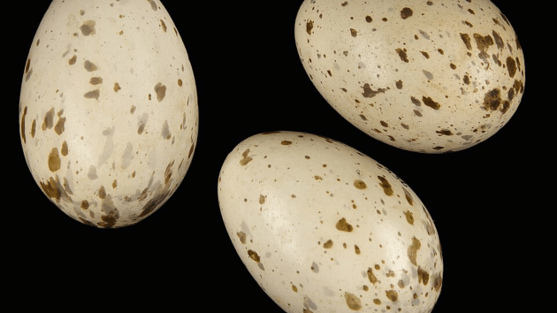eggs