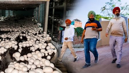 Punjab farmers mushroom