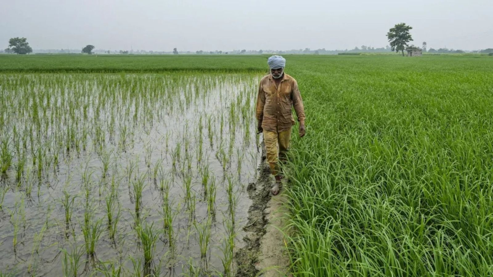 Punjab’s plan to grow different crops is failing, rice now rules 92% of the land