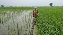 Punjab paddy Farmers in Punjab increasingly rely on tubewells to irrigate paddy fields amid a 36 per cent deficient monsoon. (File Photo)
