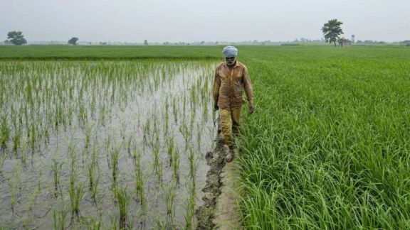 Farmers in Punjab increasingly rely on tubewells to irrigate paddy fields amid a 36 per cent deficient monsoon. (File Photo)