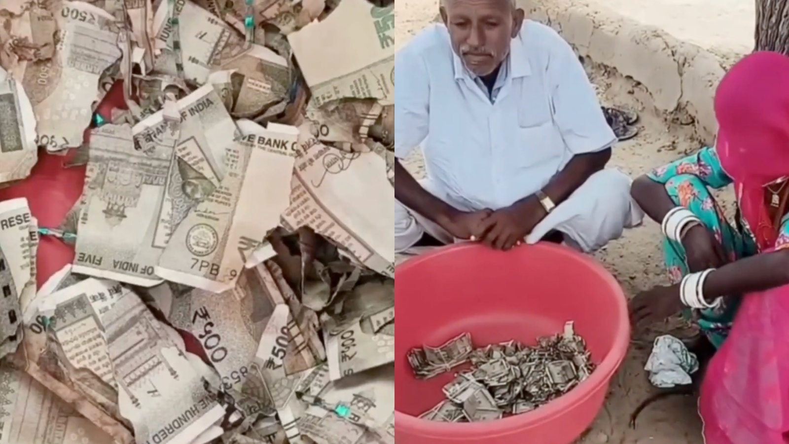 Rajasthan farmer buries Rs 5 lakh in field to prevent theft, finds spoiled notes year later