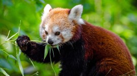 Red Panda