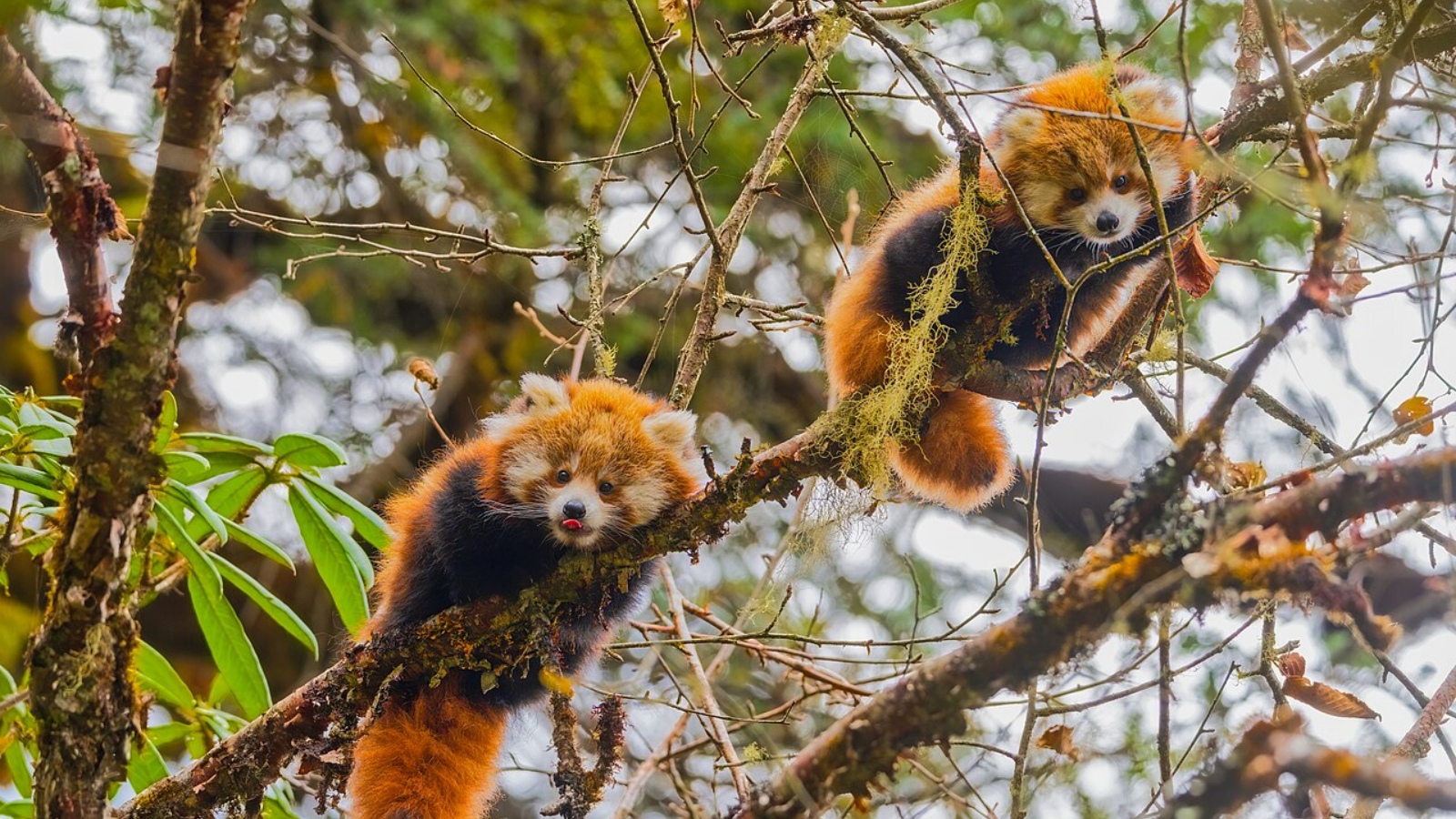 red panda cubs
