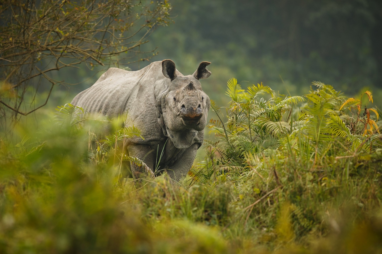 Indian rhino