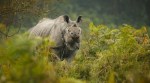 Indian rhino