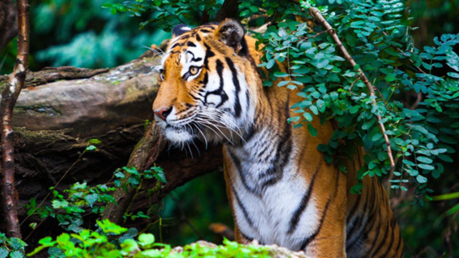 Beyond Zeenat: Inside Odisha’s next tiger translocation