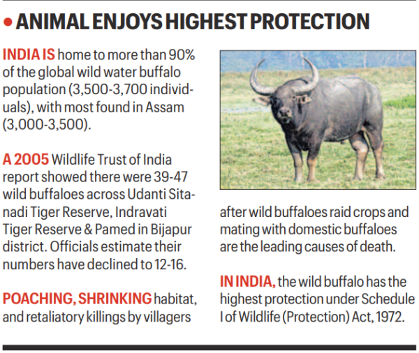 Knowledge Nugget | Wild Buffalo in focus: Why Chhattisgarh is racing to save its state animal