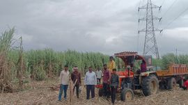 Transporters rely on labour contractors, or mukadams, to arrange migrant workers for sugarcane harvesting during the crushing season. (Express Photo)