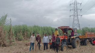 Transporters rely on labour contractors, or mukadams, to arrange migrant workers for sugarcane harvesting during the crushing season. (Express Photo)