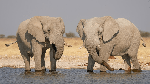 animals