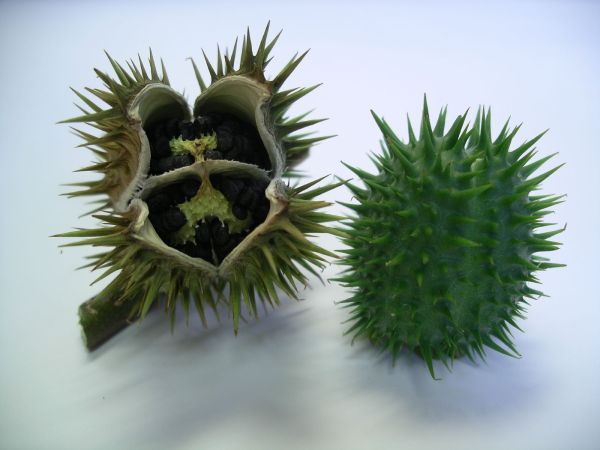 The mature (left) and immature (right) datura fruit. Wikimedia Commons