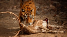 tiger