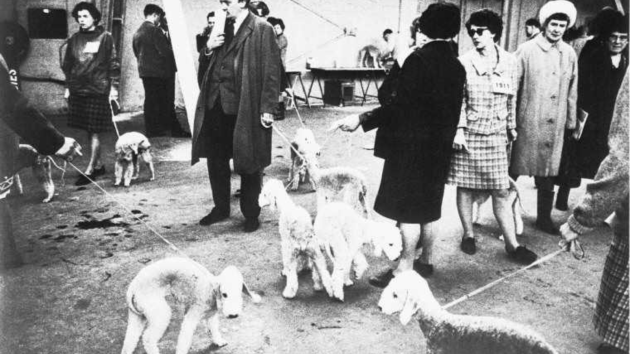 dogs