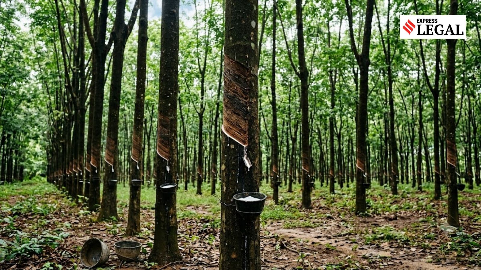 Kerala woman gets Rs 1.40 lakh after man fails to pay dues, maintain 710 rubber trees