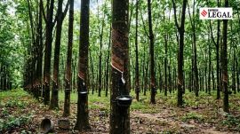 Consumer court news Kerala Rubber trees Kerala woman Agreement