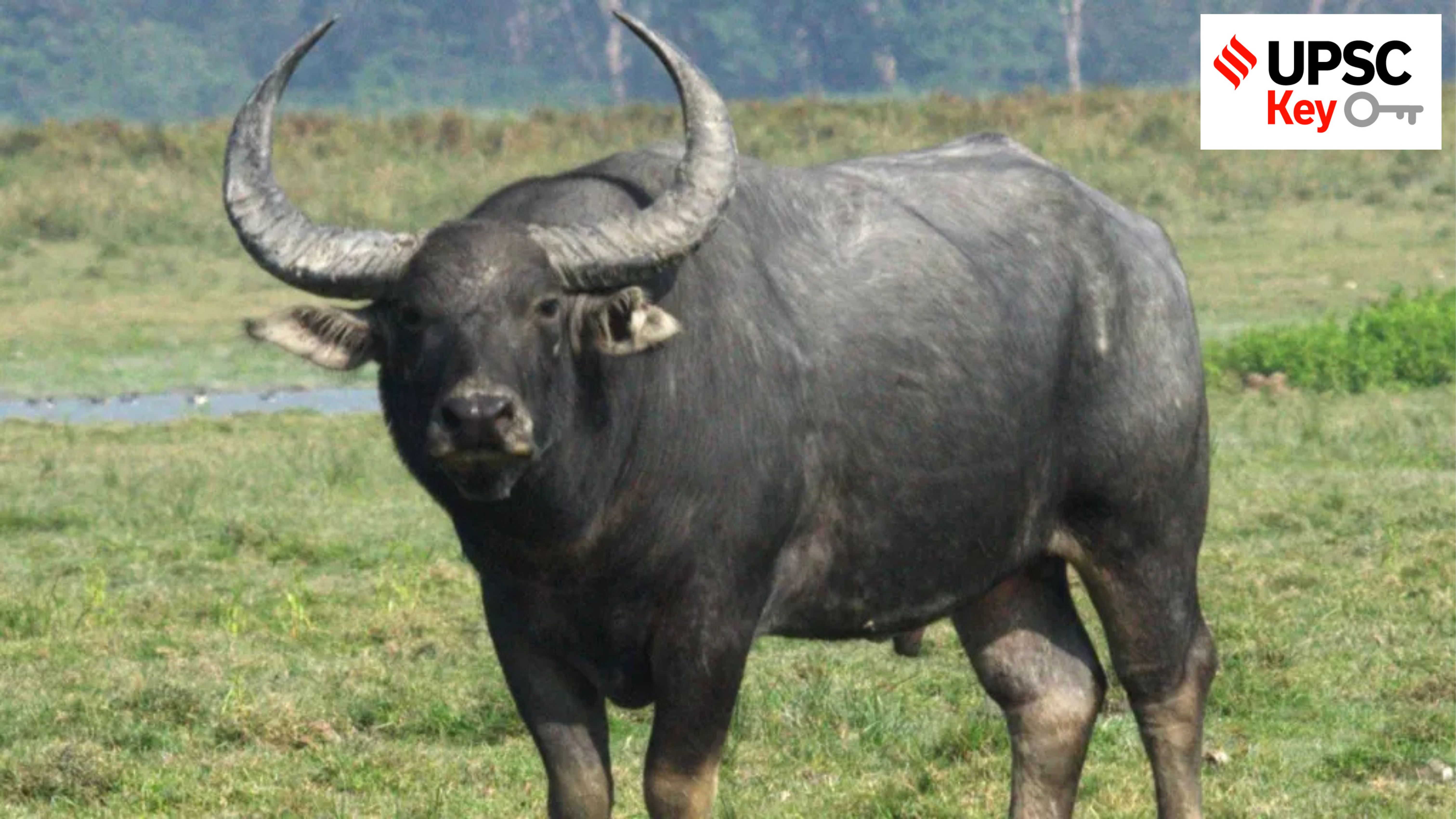 UPSC Key: Commonwealth Games, Wild buffalo and Tea cultivation in India