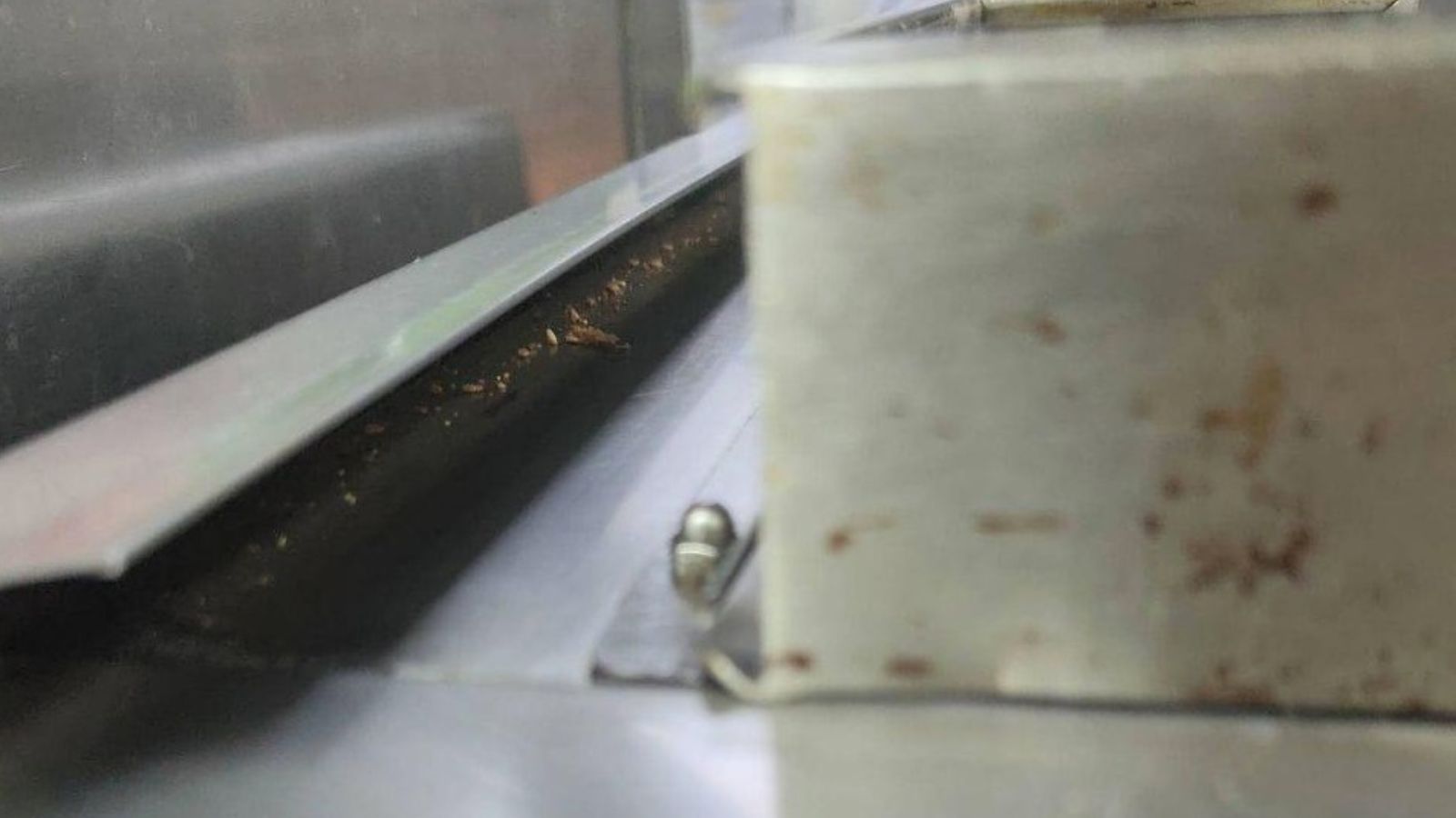 indianexpress.com - Express News Service - FDA finds 'flies, cockroaches' at Mumbai's 98-year-old Radio Club, suspends licence